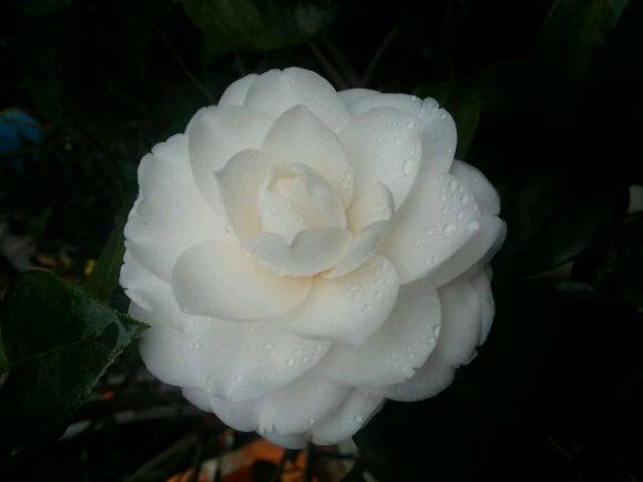 茶花东方亮白色盆栽纯白水晶白好养室外室内庭院时令草本花卉