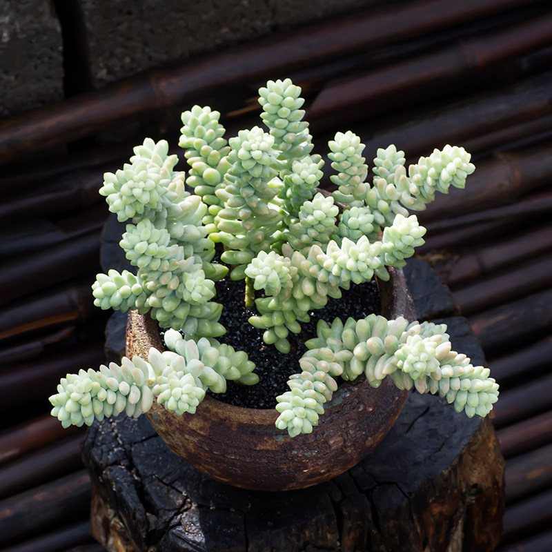 植物玉坠可爱爱小萌多迷你绿植小老桩盆栽防辐射多肉植物