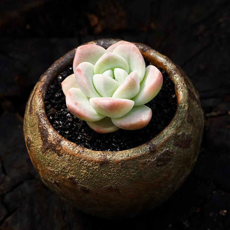 西童冰玉多肉植物稀有品种阿玛贝尔轰动小老桩超萌肉肉满包邮