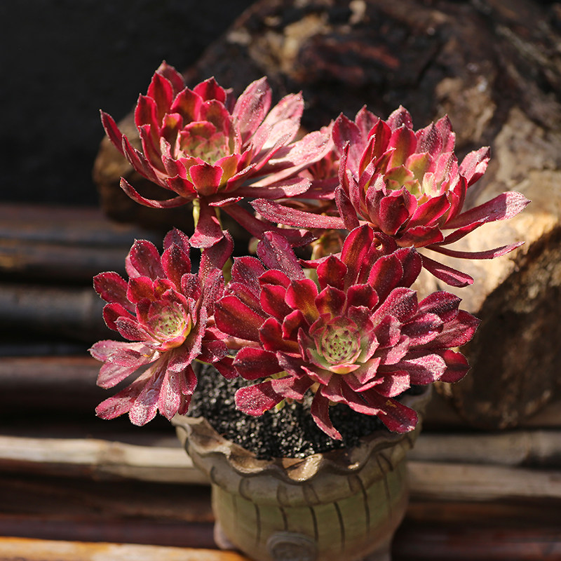 法师西童红覆轮老桩单头多群生多肉植物开挂区状态多肉植物