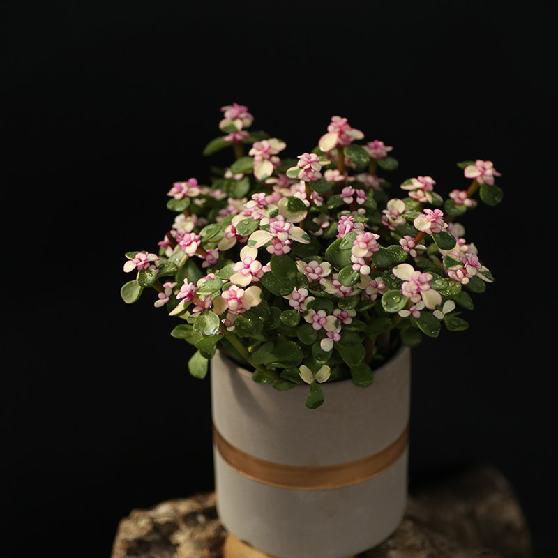 童雅乐之舞多植物老桩花卉盆景稀有品种含盆多肉植物