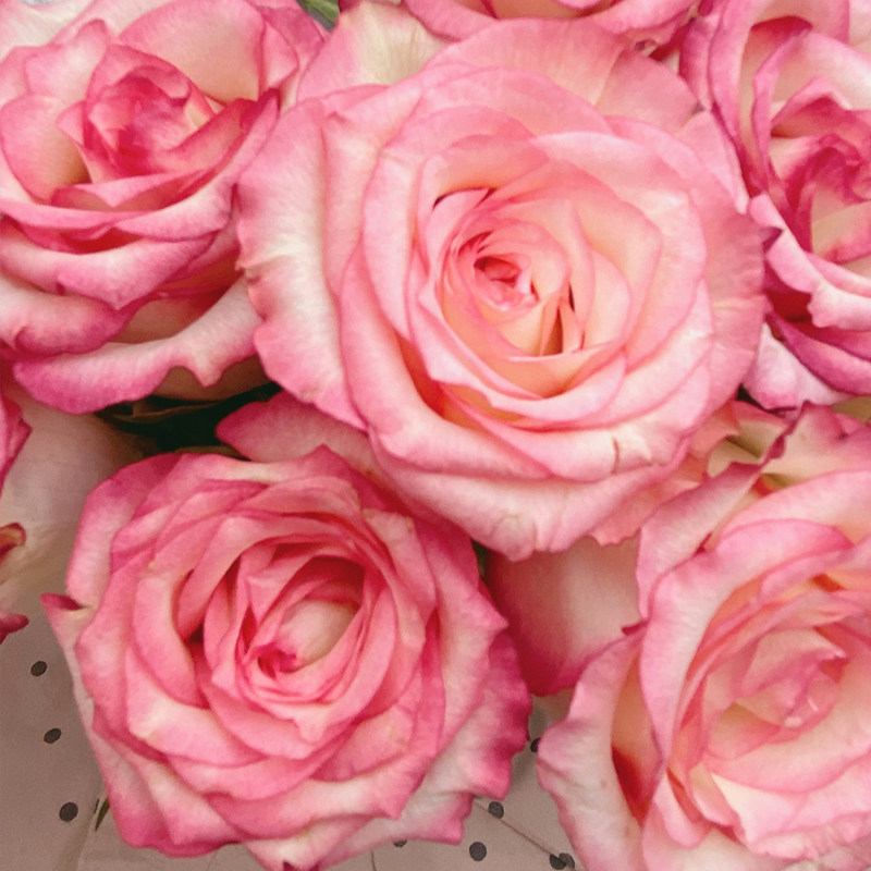 丽莎红橙色切花月季玫瑰玫瑰花花苗家居阳台盆栽花卉