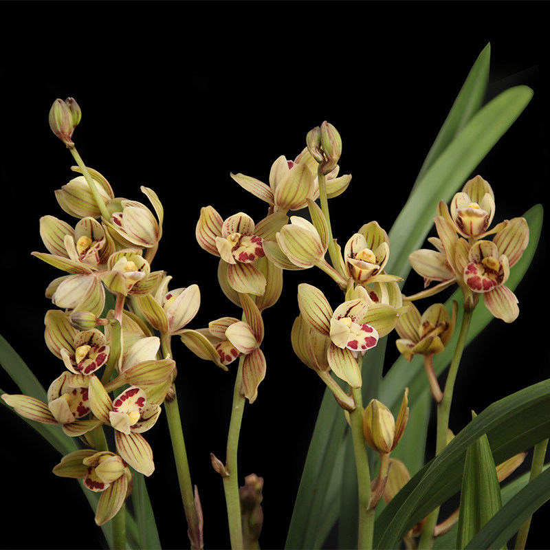 兰花花苗建兰四季金荷夏季花苞客厅室内好养花卉