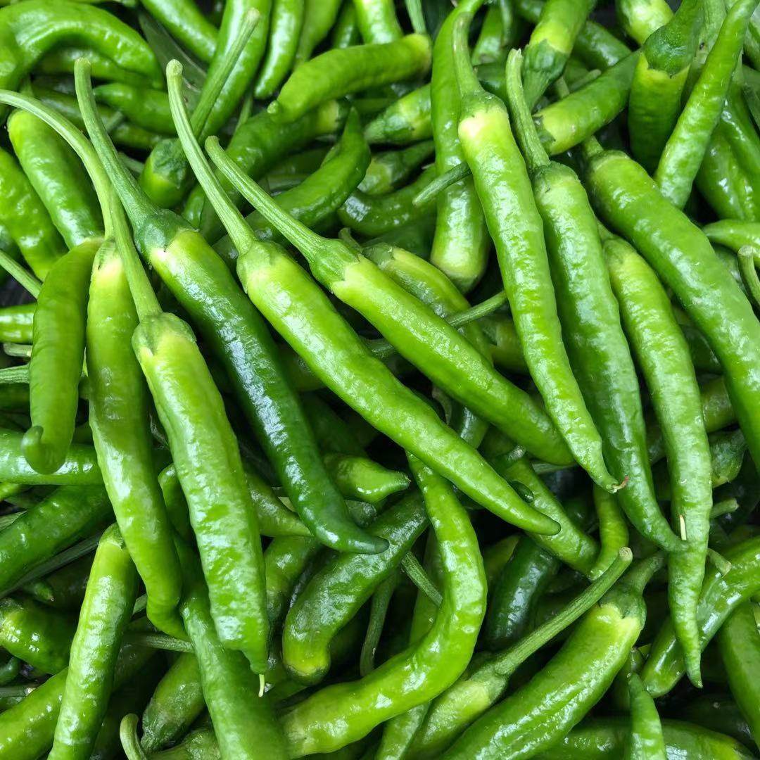 辣椒新鲜樟树湖南蔬菜顺丰包邮微辣2斤其它