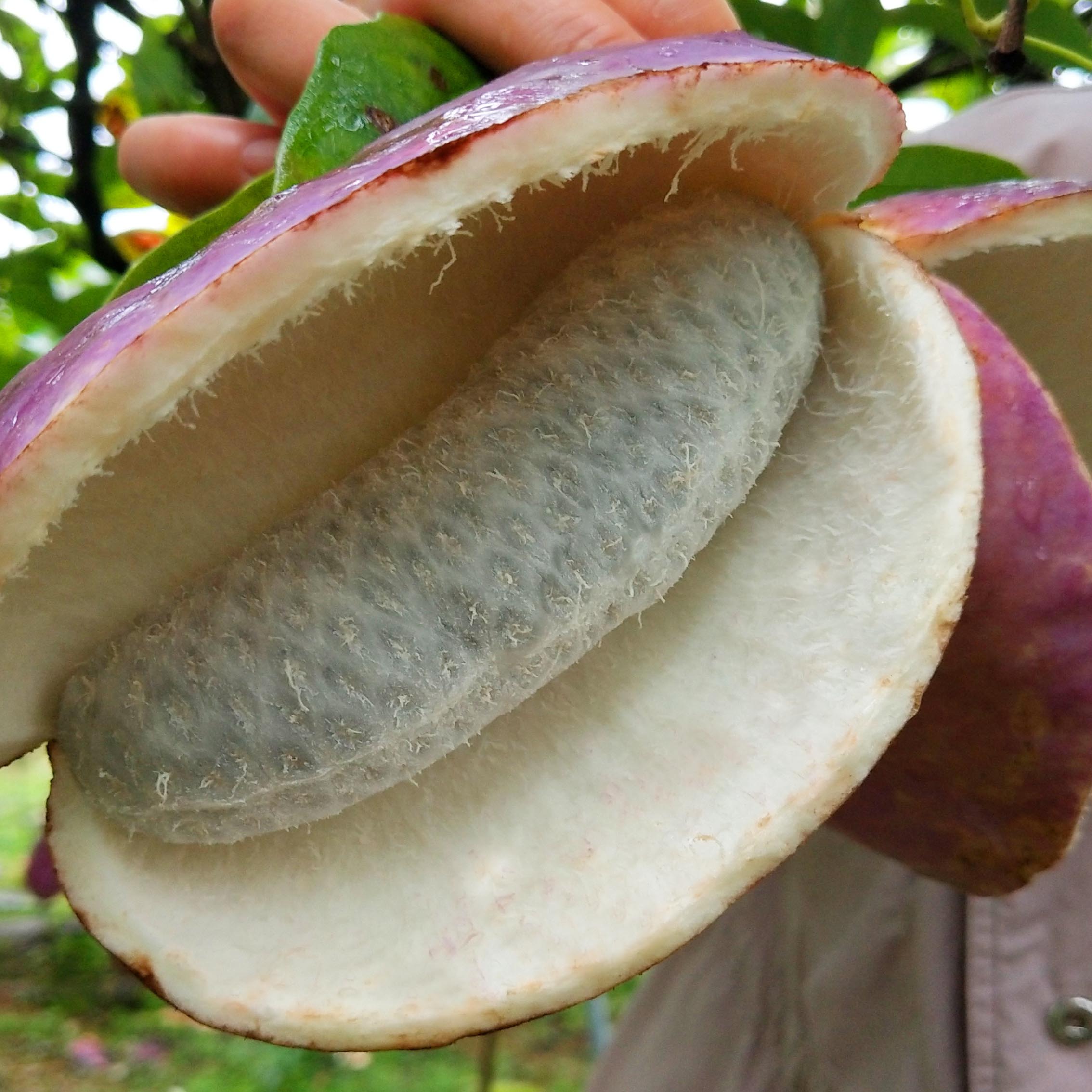 水果腰子八月野生果狗5斤九月炸牛不常见当季甜瓜