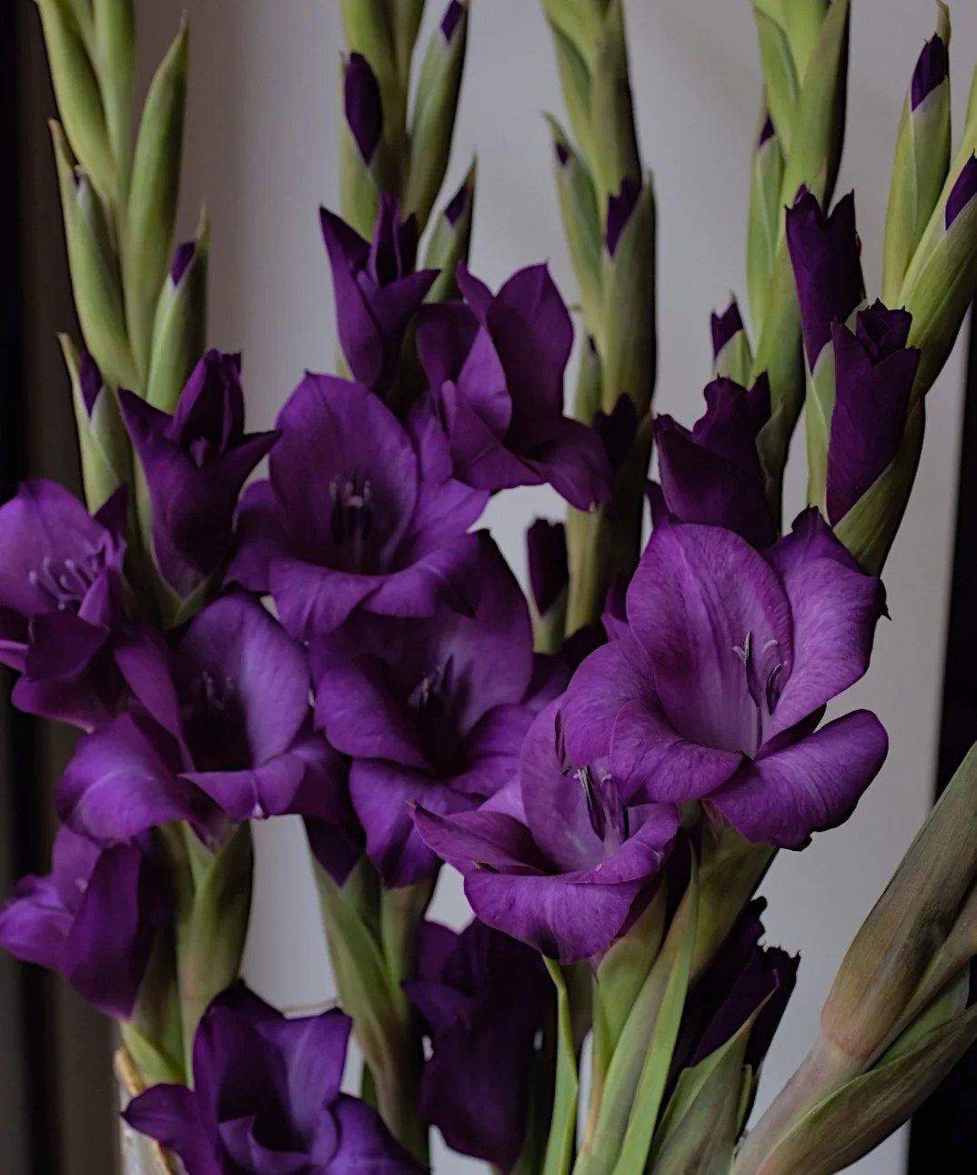 乐作|剑兰鲜花 唐菖蒲 节节高 净化空气 全店任2扎顺丰空运包邮