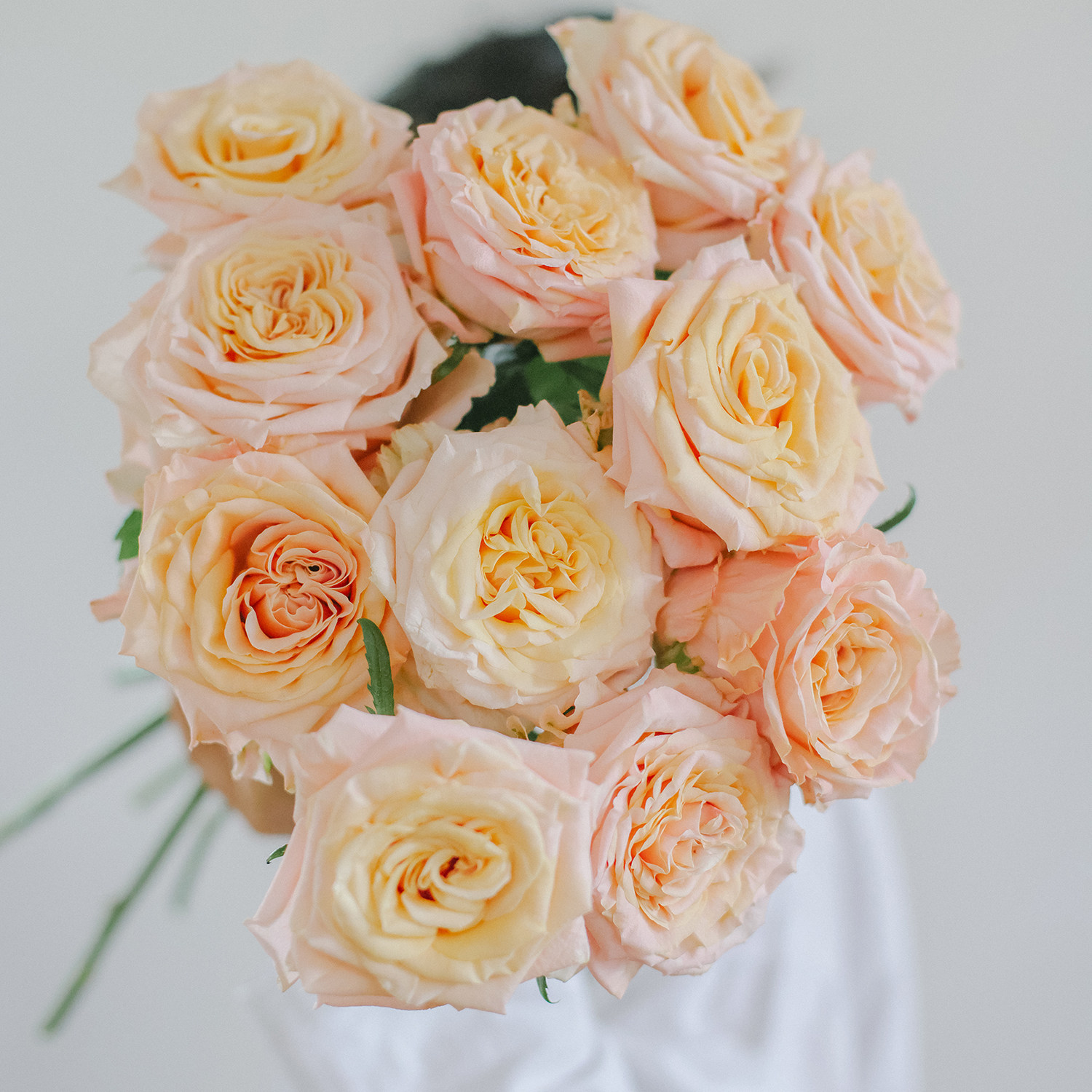 乐作flora鲜花云南直发稀有玫瑰奥斯汀花型任意鲜花速递同城