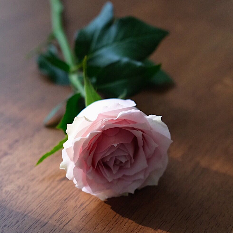 乐作flora |粉钻稀有品种玫瑰卷边花瓣怒放空运包邮 可做干花
