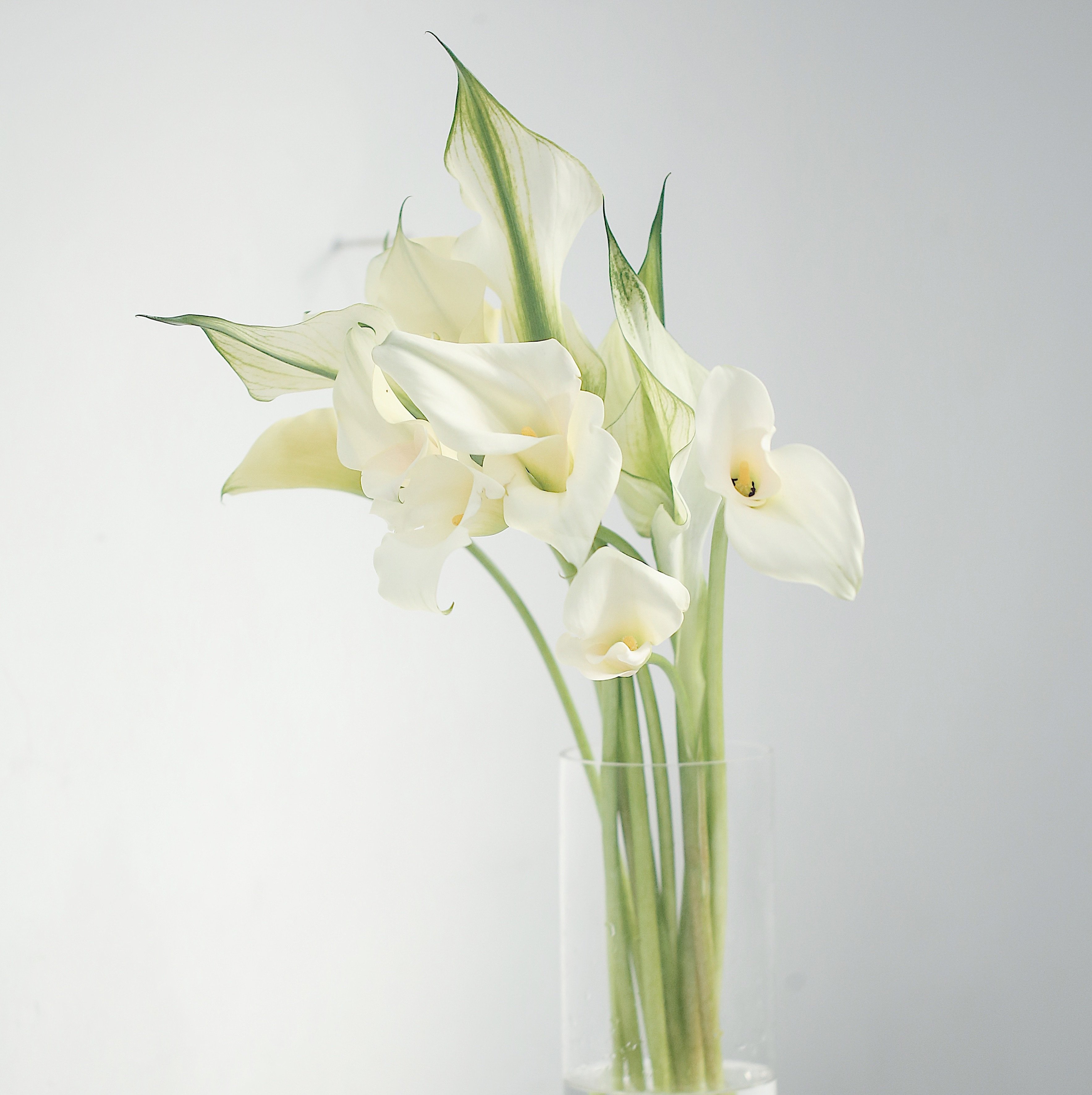 乐作可选顺丰全店高雅清新进口国产鲜花马蹄莲时令草本花卉