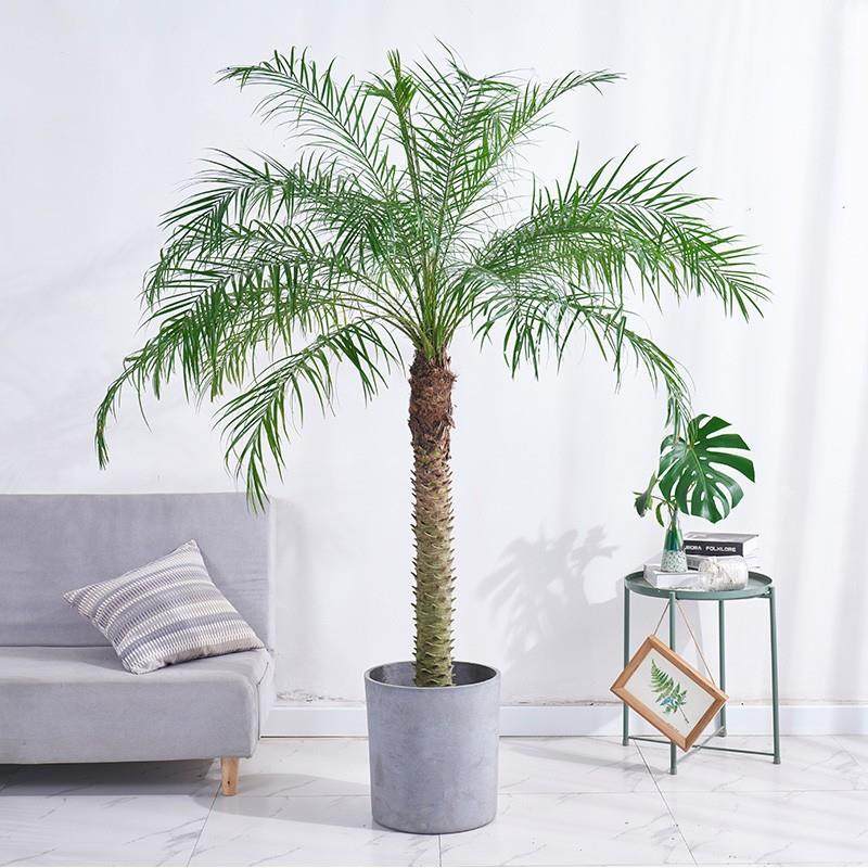 针葵盆栽棕榈尖叶植物泰国椰子树室内外办公室展厅绿植