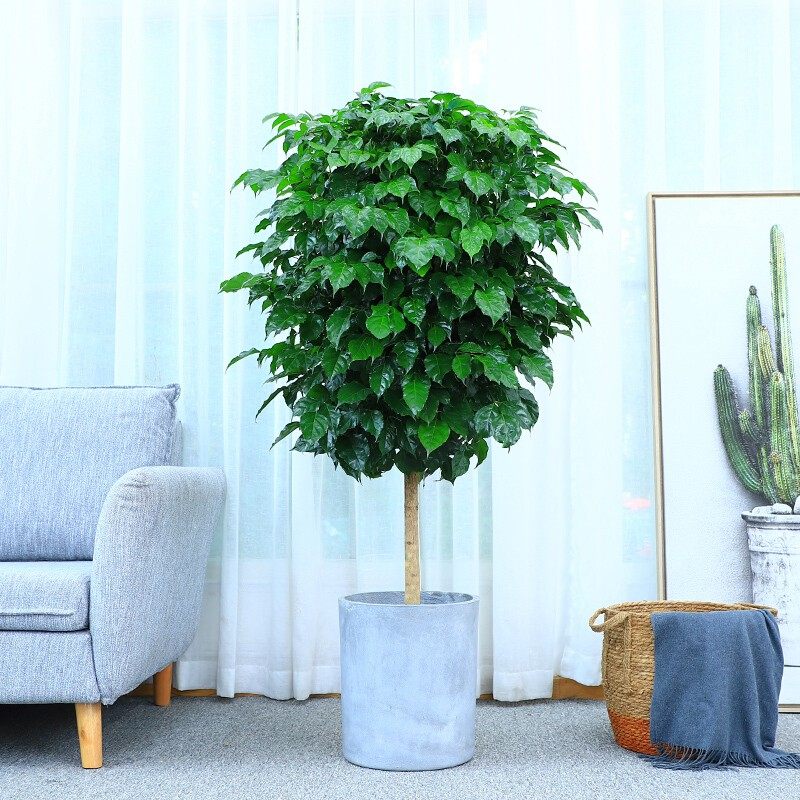 幸福树盆栽大客客厅造型老桩植物四季常青办公室绿植