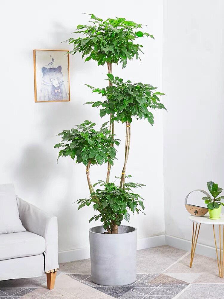 幸福树盆栽大客客厅造型老桩植物四季常青办公室绿植