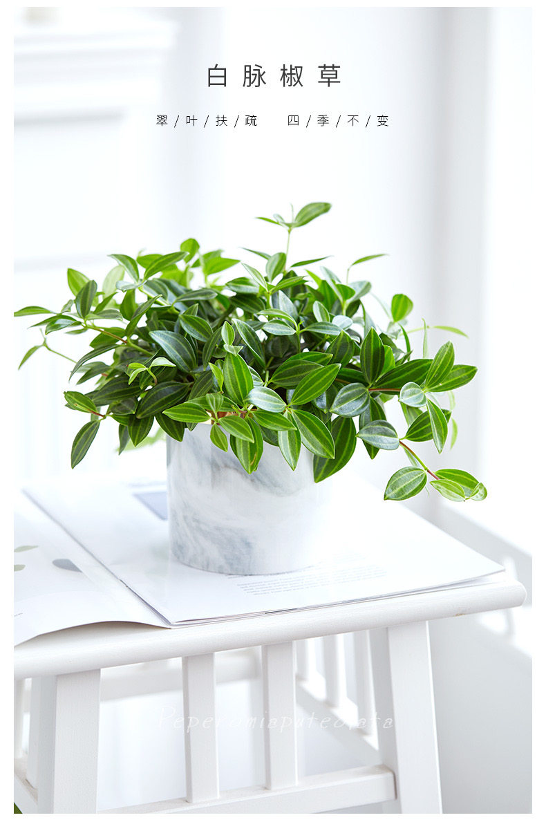 植物室内观花钻石翡翠吊兰盆栽美观垂吊花卉绿植