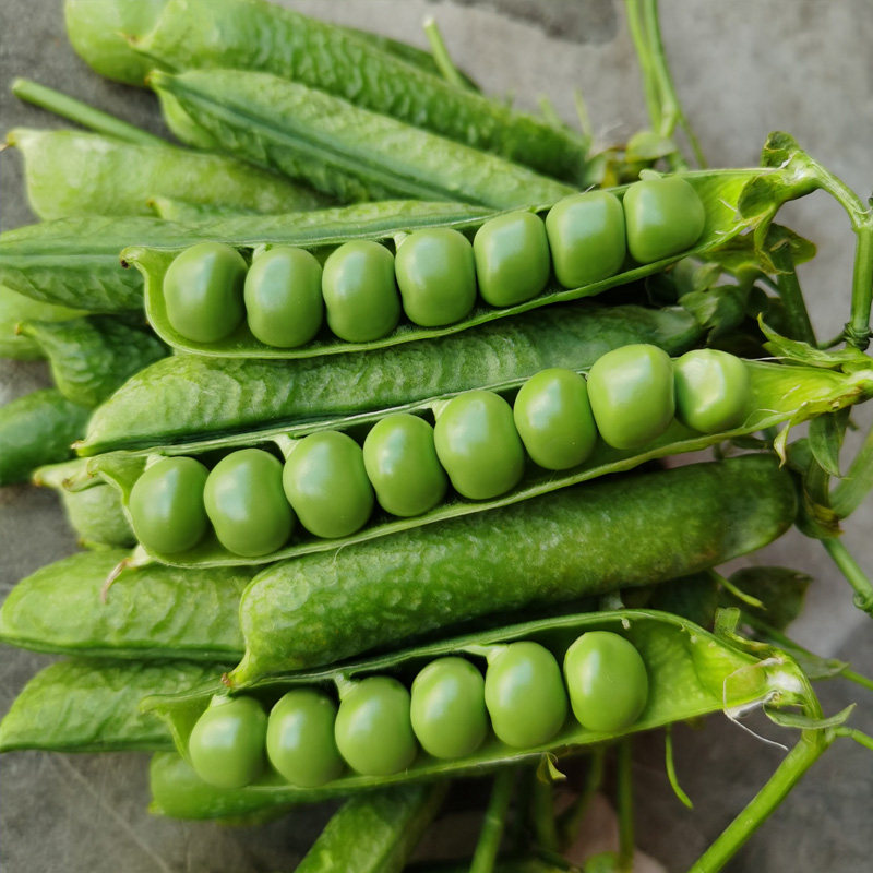 青豆豌豆雨哥云南新鲜农家豆荚蔬菜带壳现摘新鲜豆类