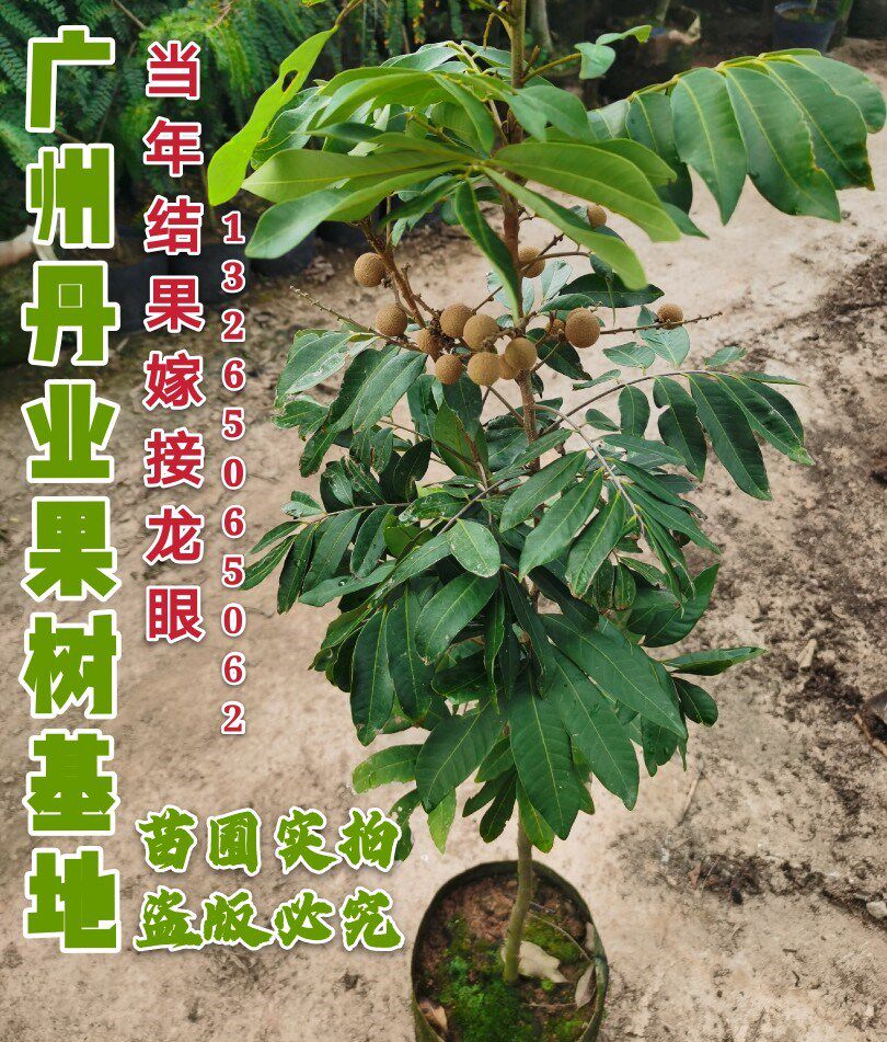 树苗龙眼广州正宗嫁接当年结果石峡特大四季果树