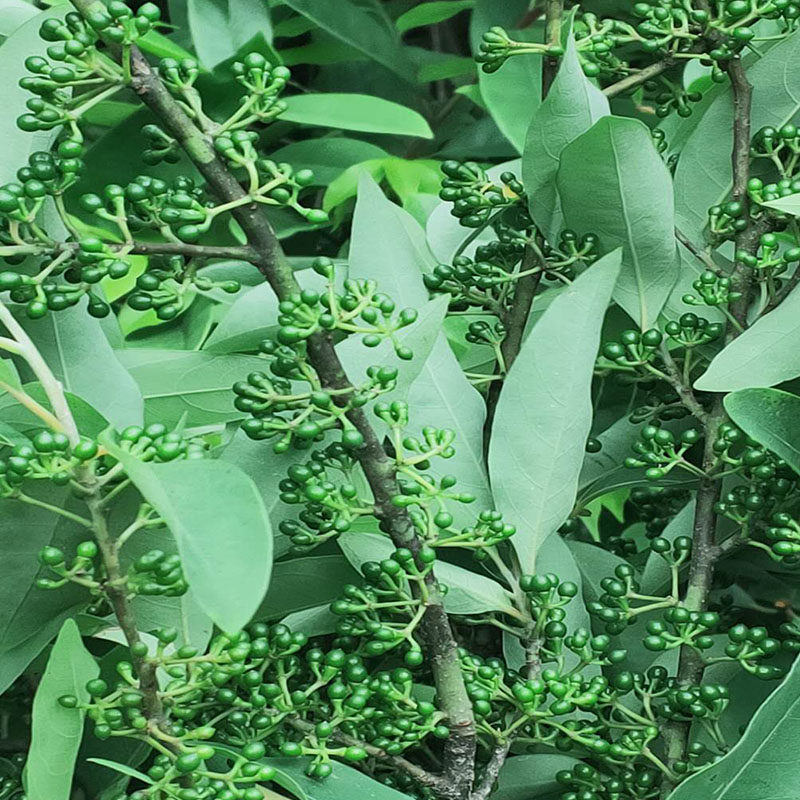 四川重庆野生山胡椒新鲜木姜子新鲜山苍子木浆子现摘现发1斤包邮-mc