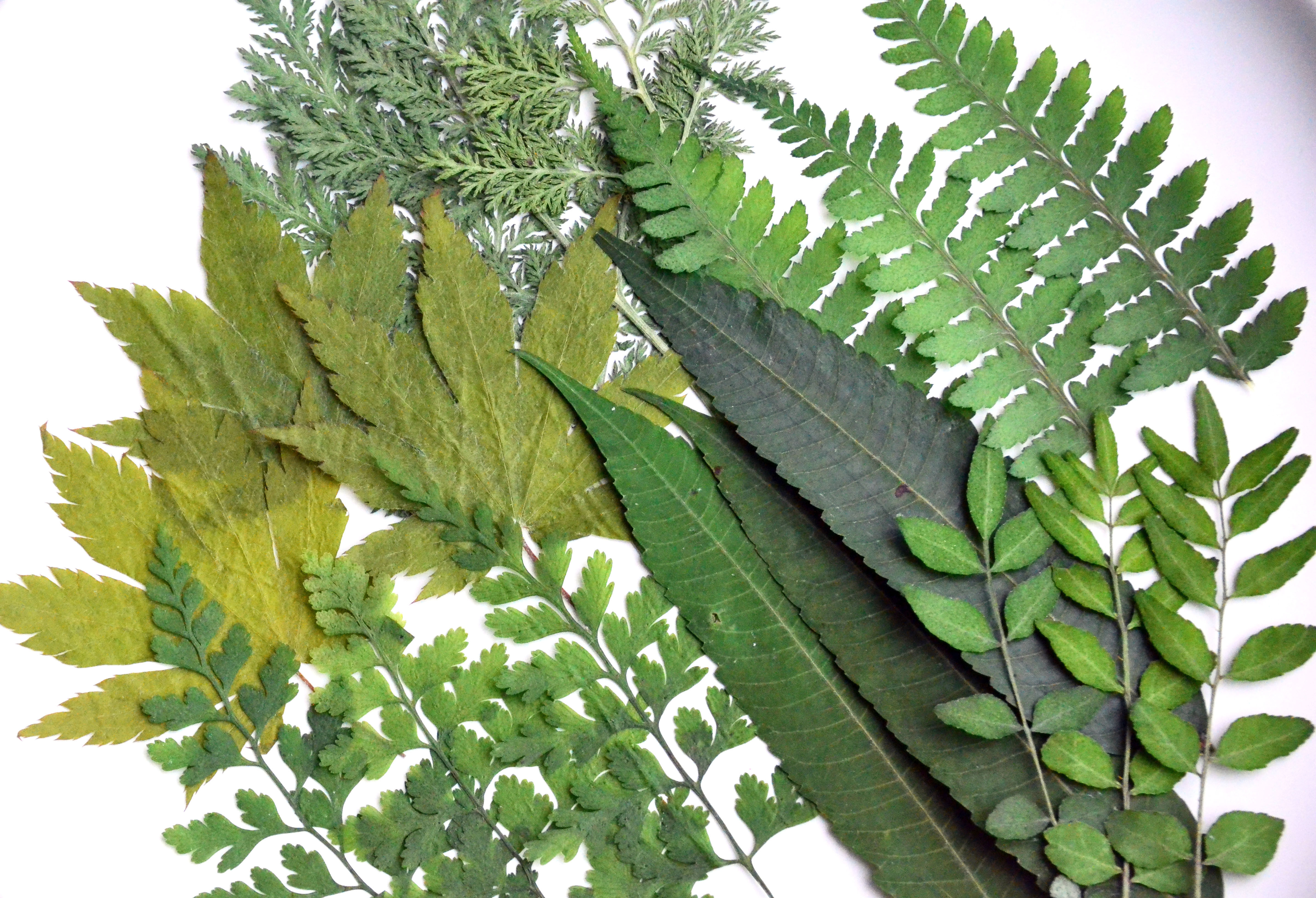 押花植物树叶标本滴胶手机壳儿童教学书签相框干花