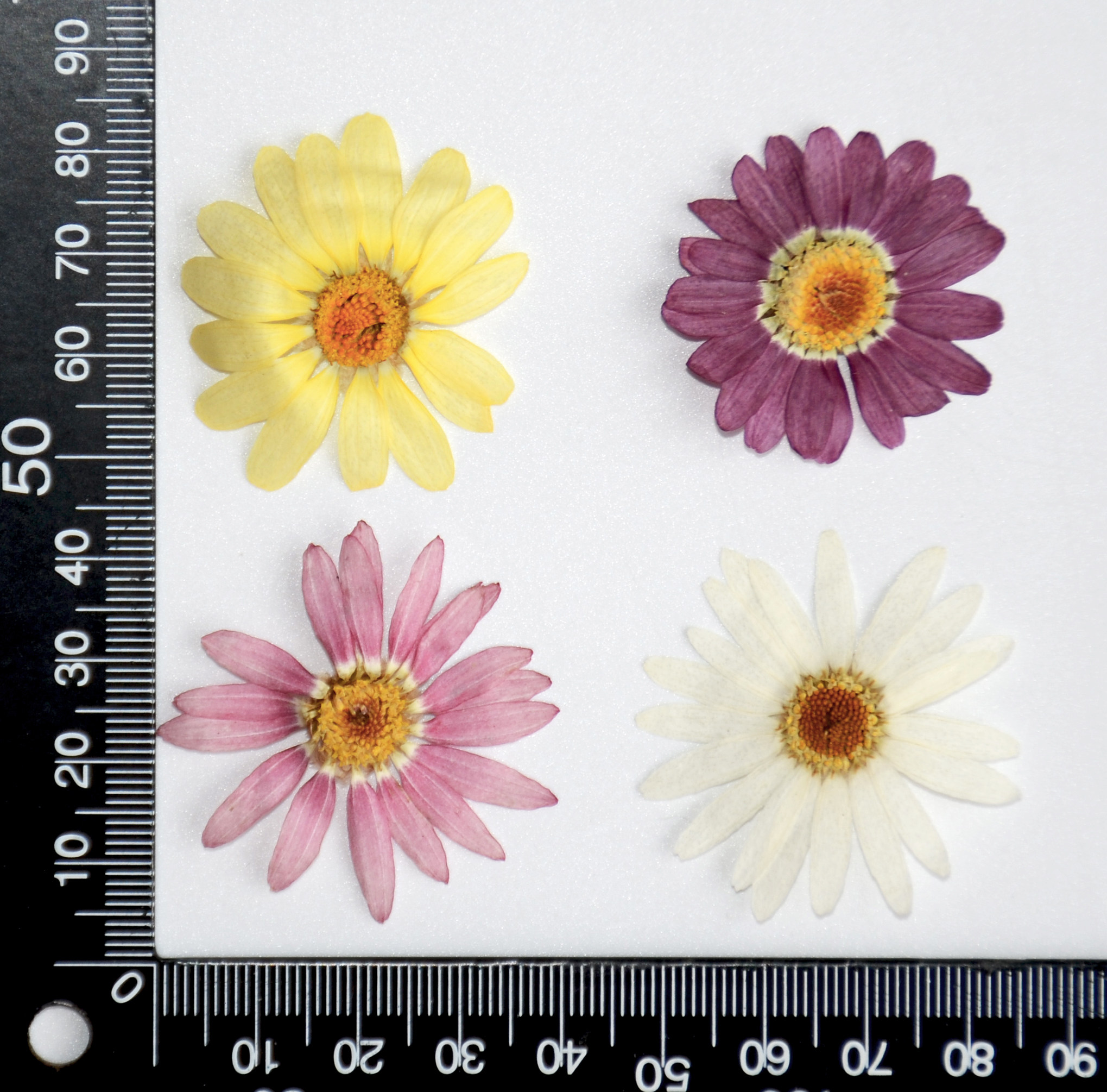 玛格丽特干花压花押花贴脸装饰树叶植物标本幼儿园干花