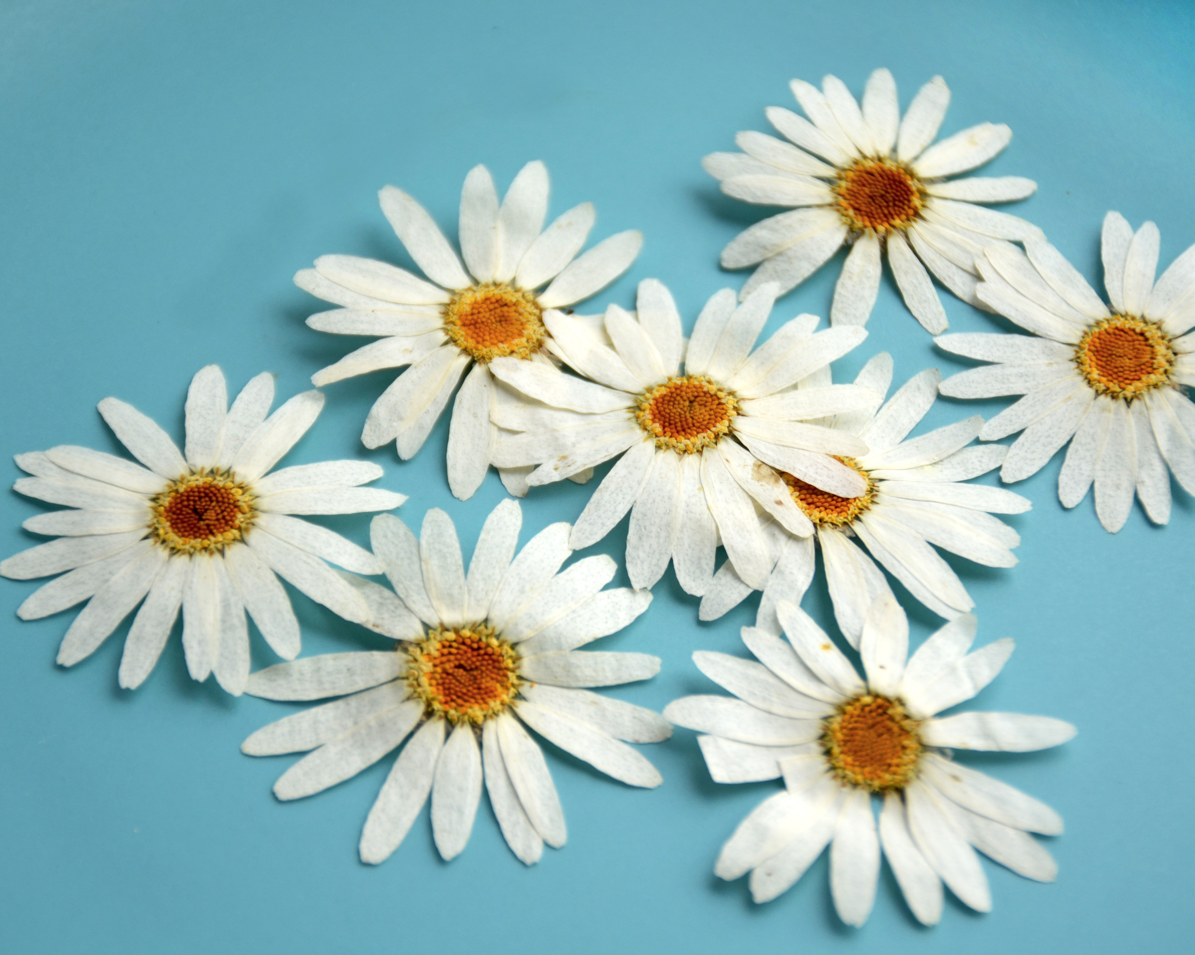 玛格丽特干花压花押花贴脸装饰树叶植物标本幼儿园干花