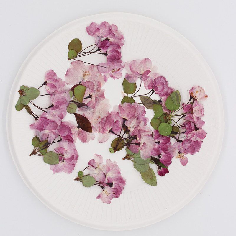 带枝樱花干花压花植物标本滴胶手机壳美甲甲美干花