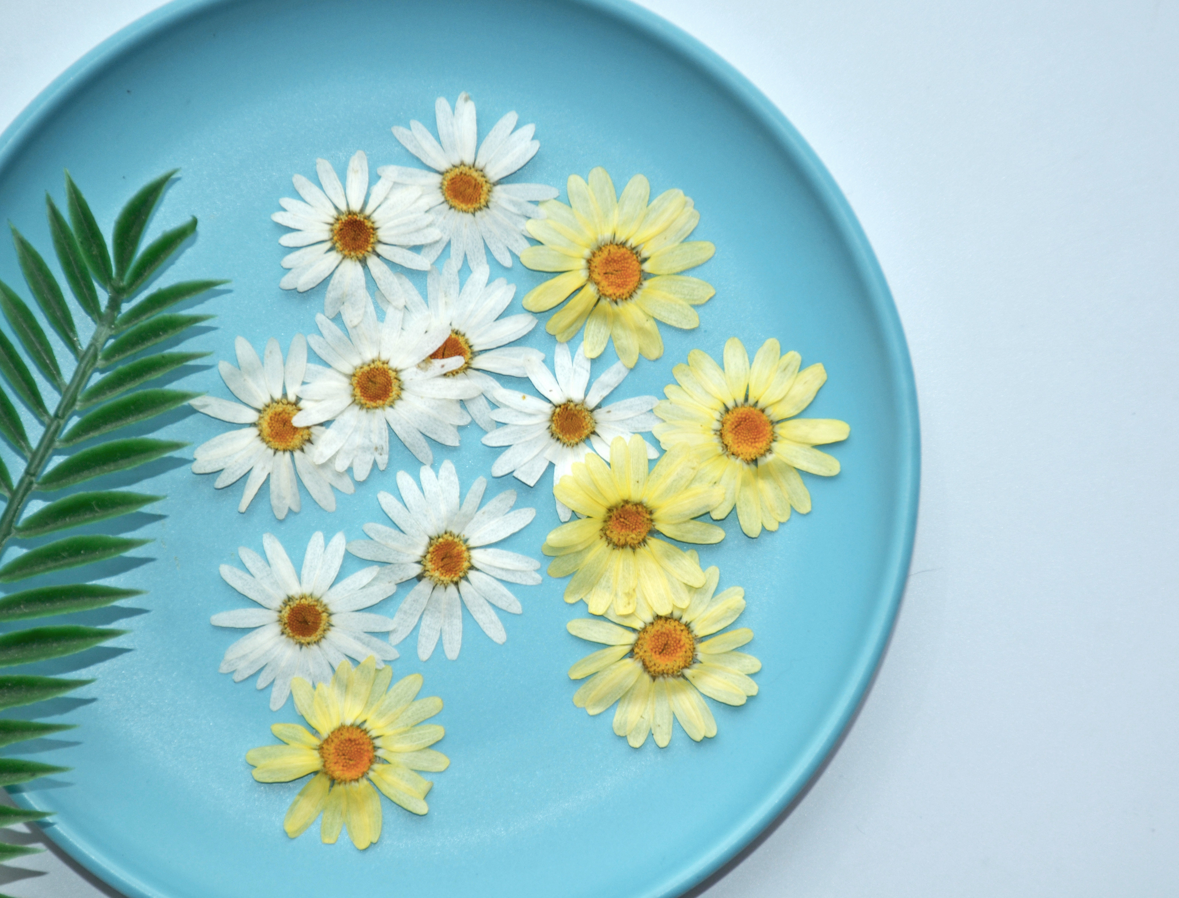 玛格丽特干花压花押花贴脸装饰树叶植物标本幼儿园干花