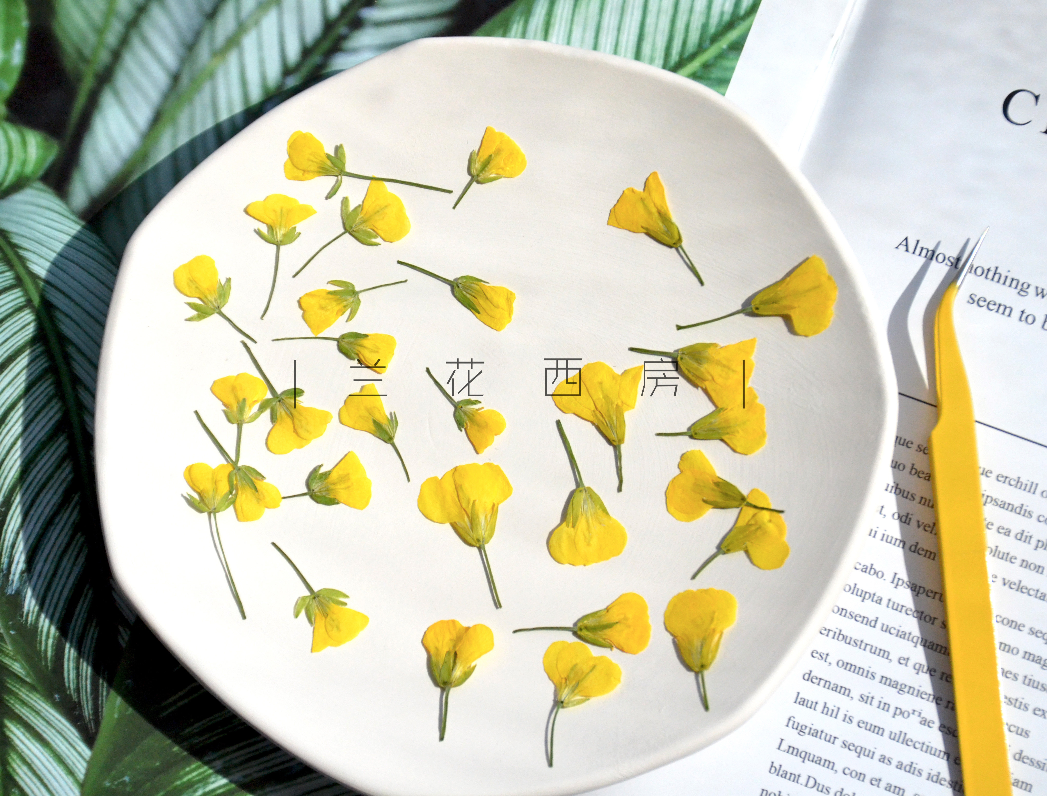 干花油菜花押花植物标本手工diy材料滴胶手机干花