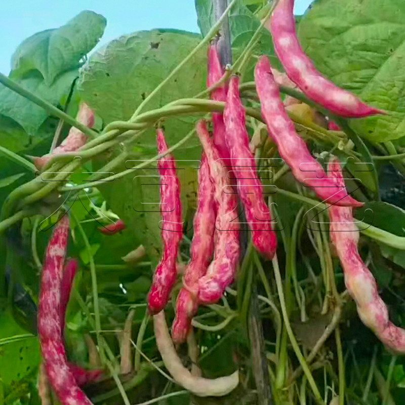 红金豆角钩油种子东北黄金架豆家雀蛋春季蔬菜家庭园艺种子