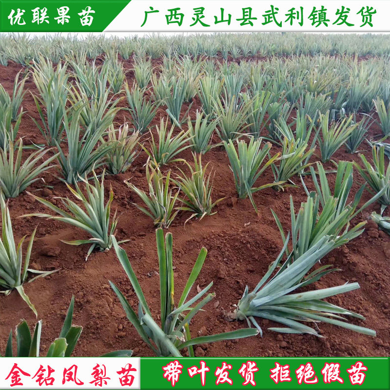 树苗凤梨台湾金钻苗地菠萝当年结果盆栽地栽果树