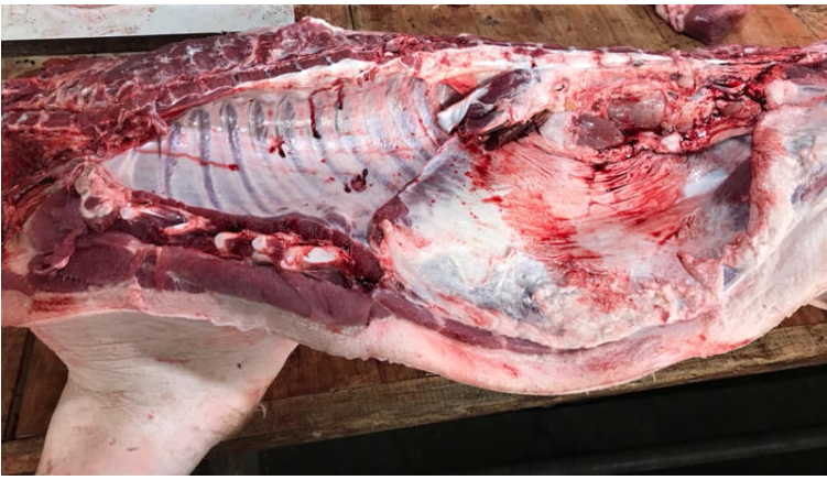 猪肉农家散养新鲜现杀五花里脊肉排排骨肋骨生猪肉