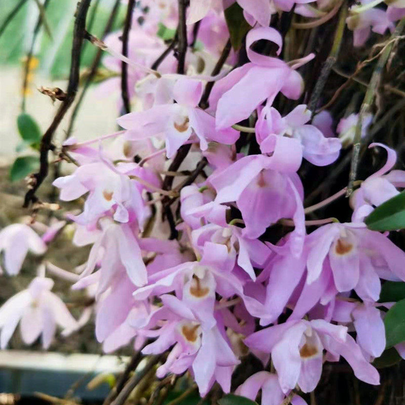 广东石斛 川大花 粉色广东石斛 稀有品种 开花漂亮 粉色花 像铜皮