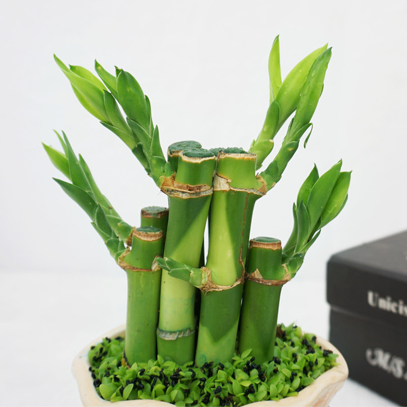 节节高富贵竹盆栽水培植物观音竹子办公办公室室内绿植