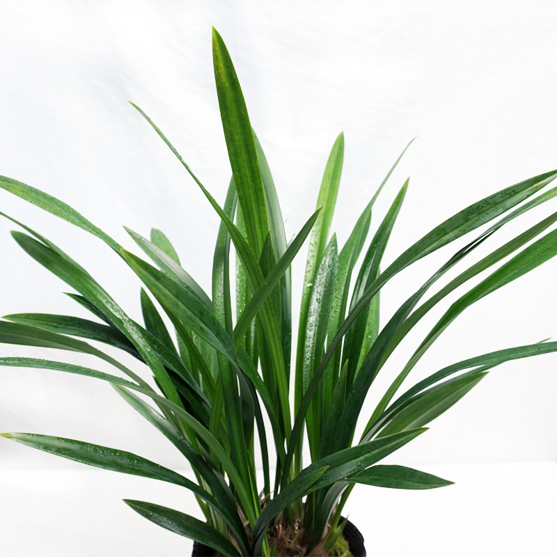 墨兰盆栽室内客厅阳台四季常青甲醛浓香好养绿植