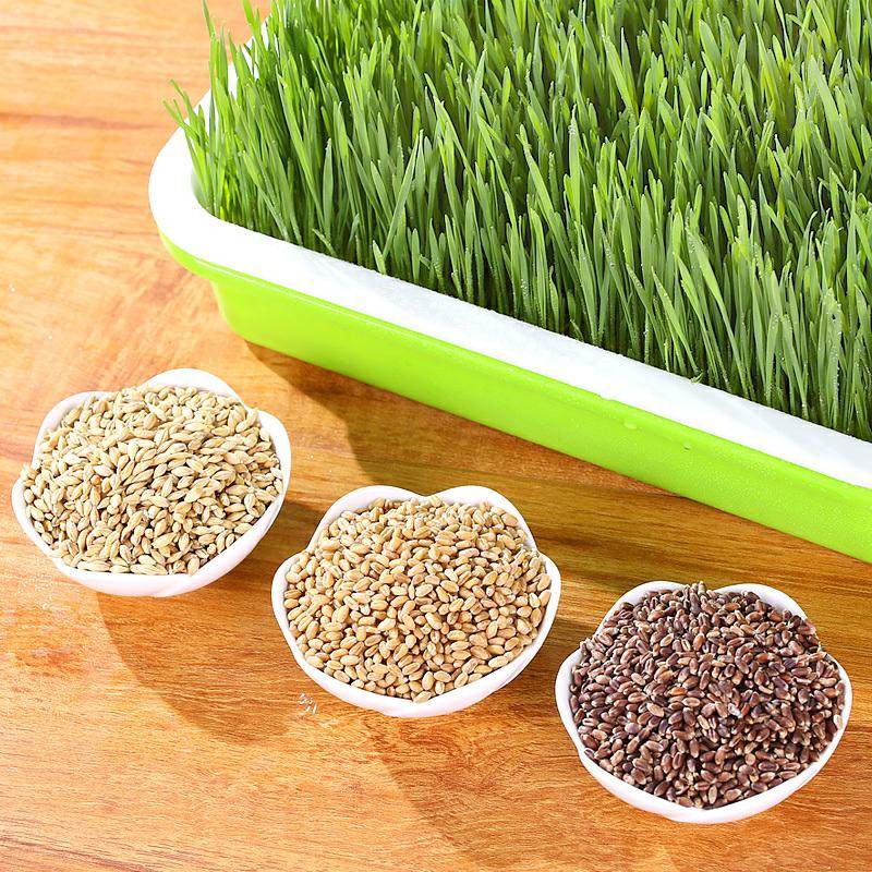 小麦种子小麦苗种植盘育苗盘榨汁大麦草猫草种籽芽苗菜盆无土栽培