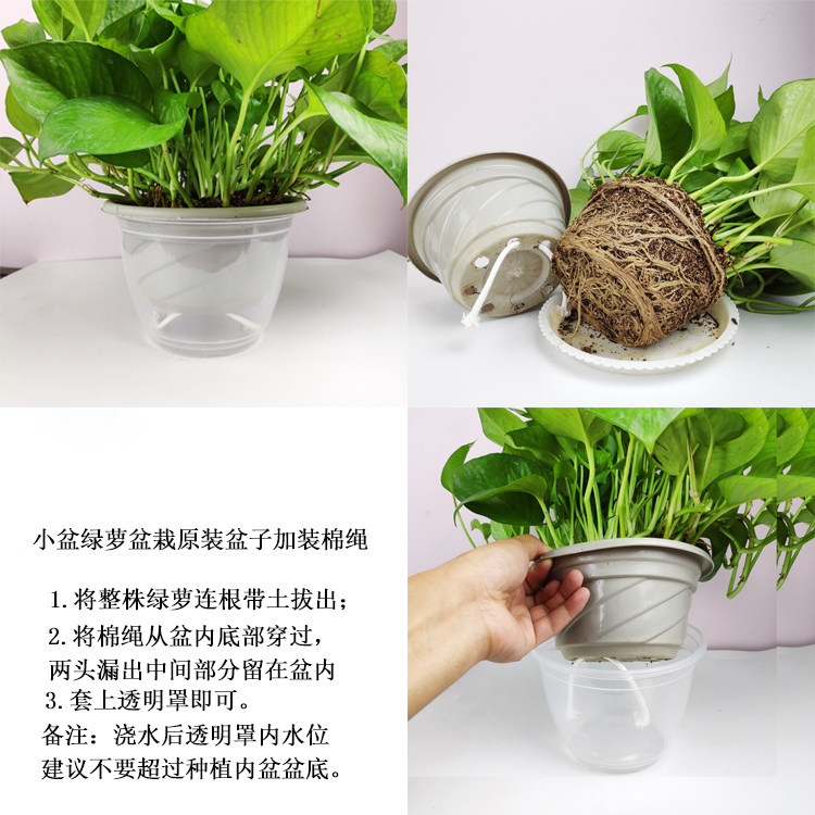 绿萝花盆自动透明塑料吸水水盆储懒人套接水培免浇水养蓄水底座厚