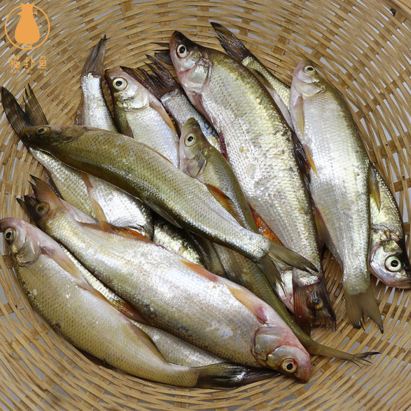 微山湖鲜鱼白条小白新鲜餐条鲜活白鱼刁河鱼小河淡水鱼类