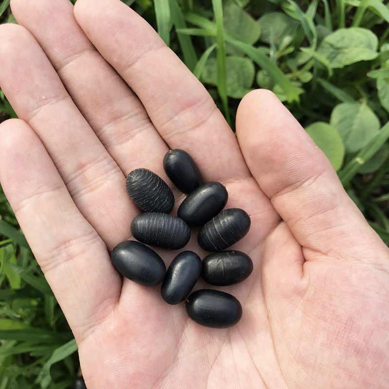 莲子果泡风流阳子阴阳搭配子石掌柜苦莲农家风流果