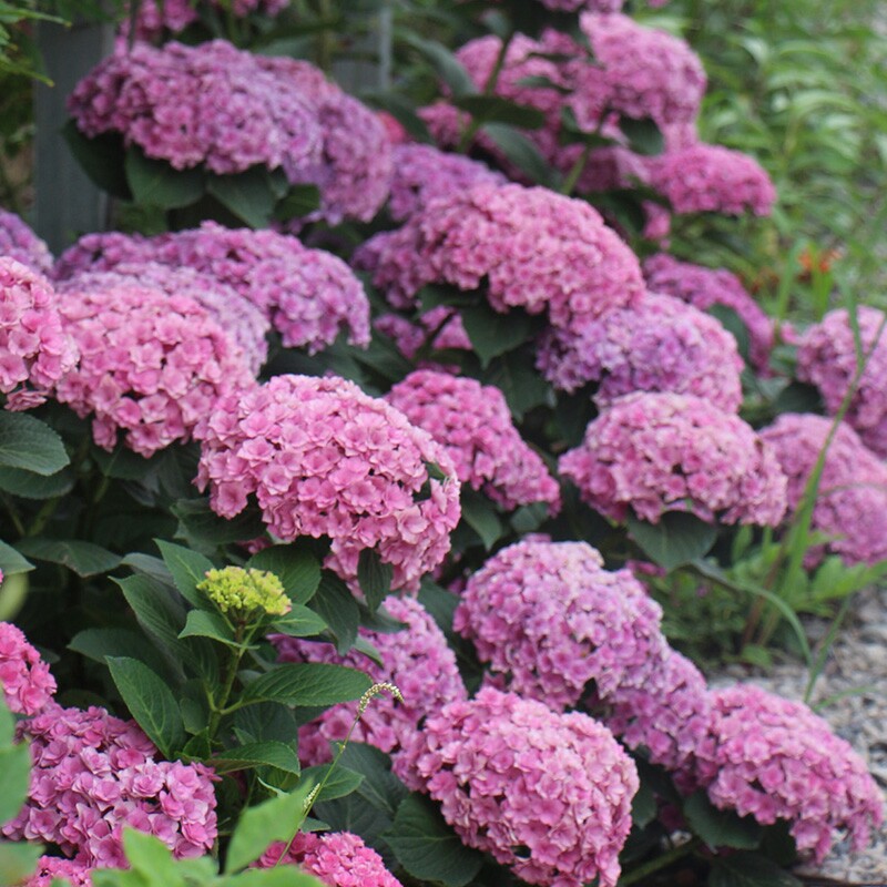 丘山园艺绣球太阳太阳神神殿包邮买三赠时令草本花卉