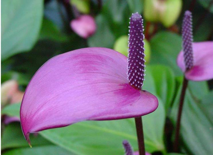 紫掌多年花苗粉掌进口齐祖香妃花苞盆栽办公室花卉