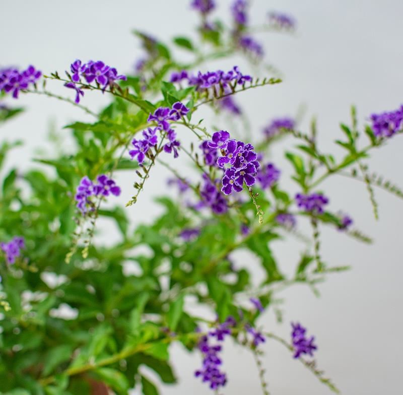 蕾丝金露浓香香水连翘紫金露花精蓝阳台庭院花卉