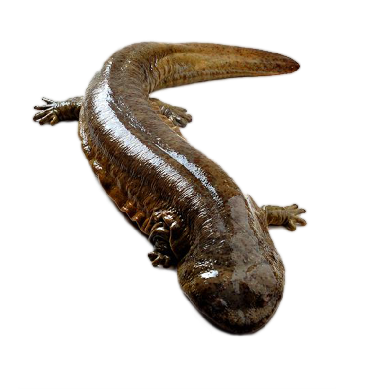 娃娃鱼活体 张家界特产 鲜活大鲵 生鲜食用 10斤一条 包邮包活