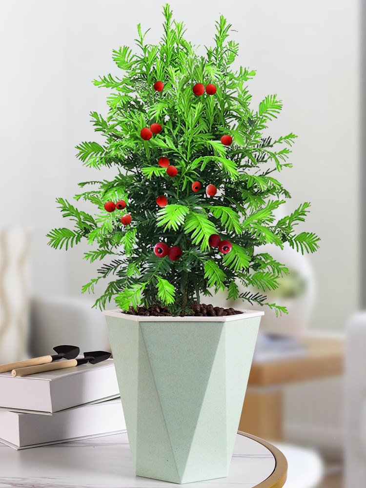 红豆杉盆景甲醛绿色植物室内好养客厅绿植家里盆栽绿植