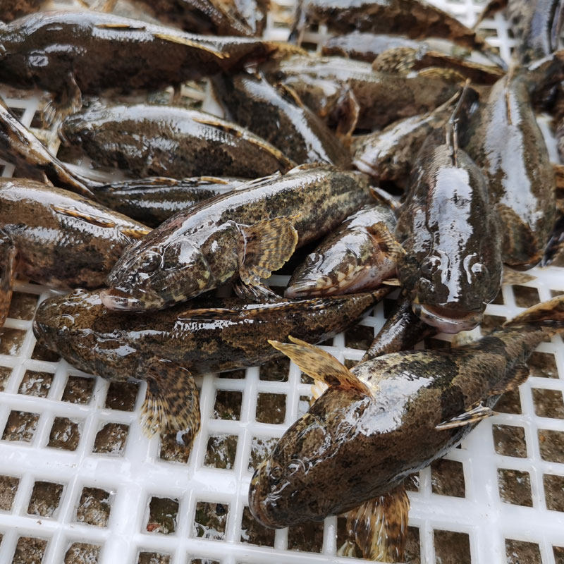 鲜活食用新鲜野外淡水水沙塘鳢虎头痴古呆子淡水鱼类
