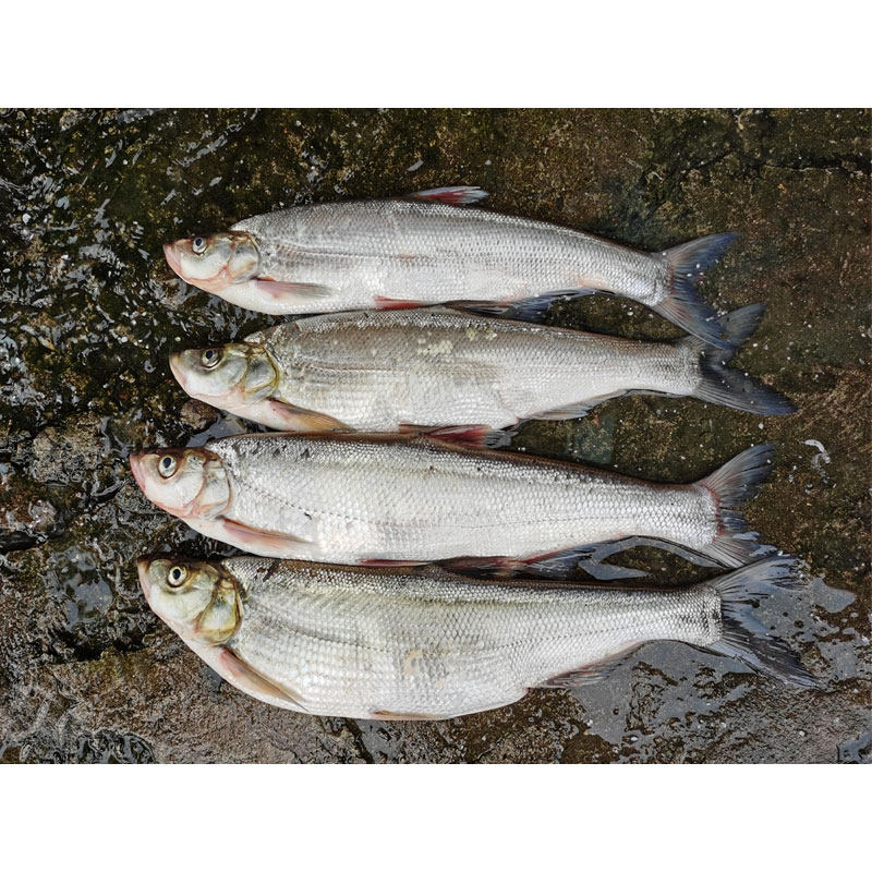 鲜活新鲜子鱼大白淡水白鱼活体河食用翘嘴野生淡水鱼类
