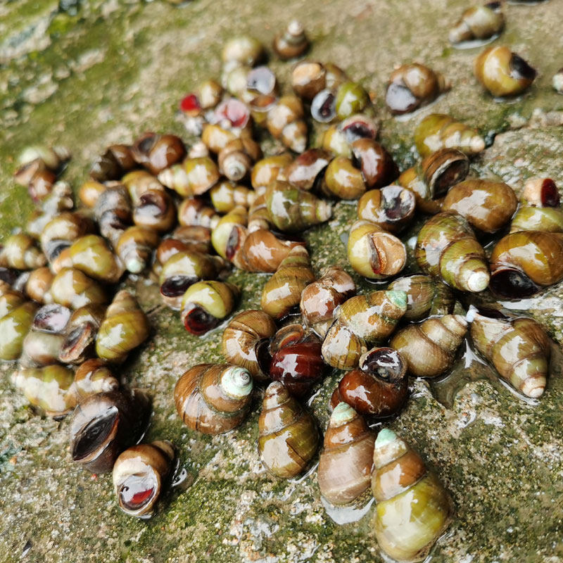 清水田螺4斤螺肉泥螺螺蛳黄泥清水溪大黄麻辣淡水鱼类