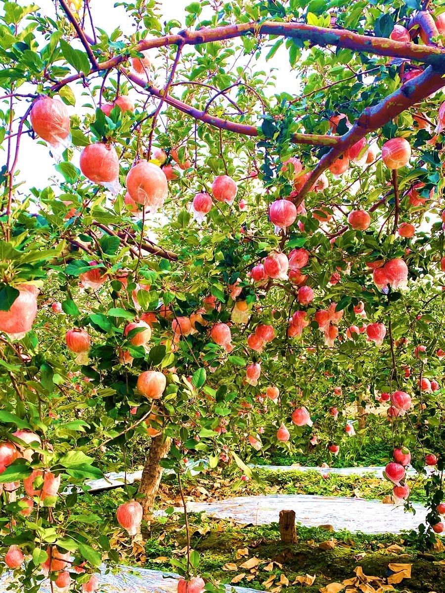 苹果苹果树树苗嫁接红富士冰糖糖心果苗盆栽矮化果树