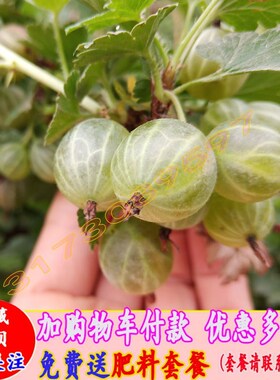 加仑苗红醋栗苗红灯笼果苗黑加仑树苗树葡萄苗当年结果苗￥80券后月销