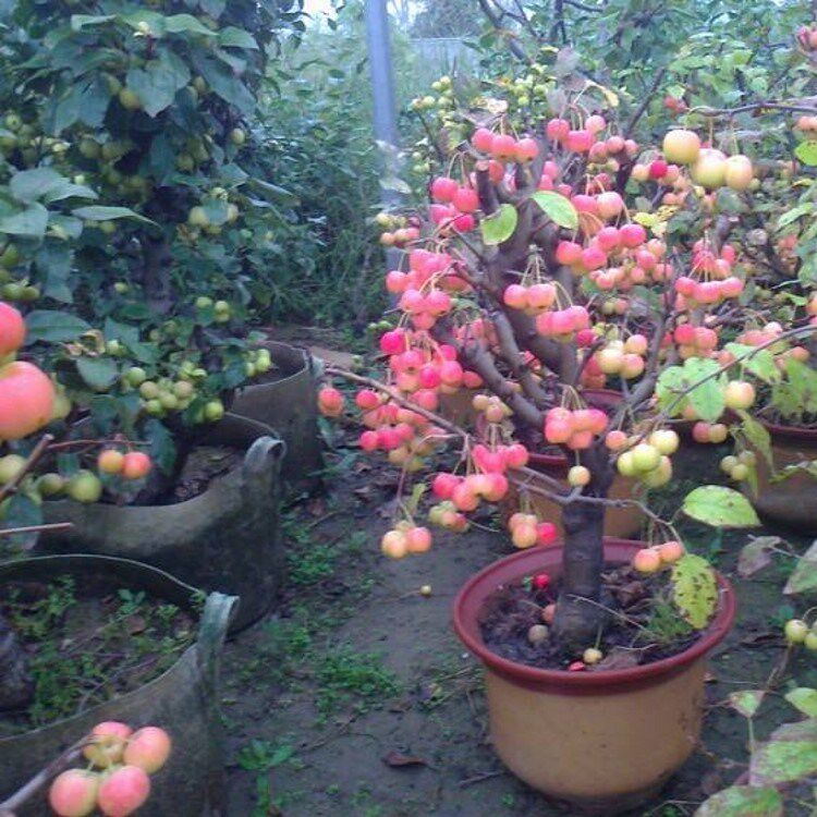 八棱海棠树果树苗芭蕾小苹果苗盆栽盆景观赏挂果海棠冬红果长寿果