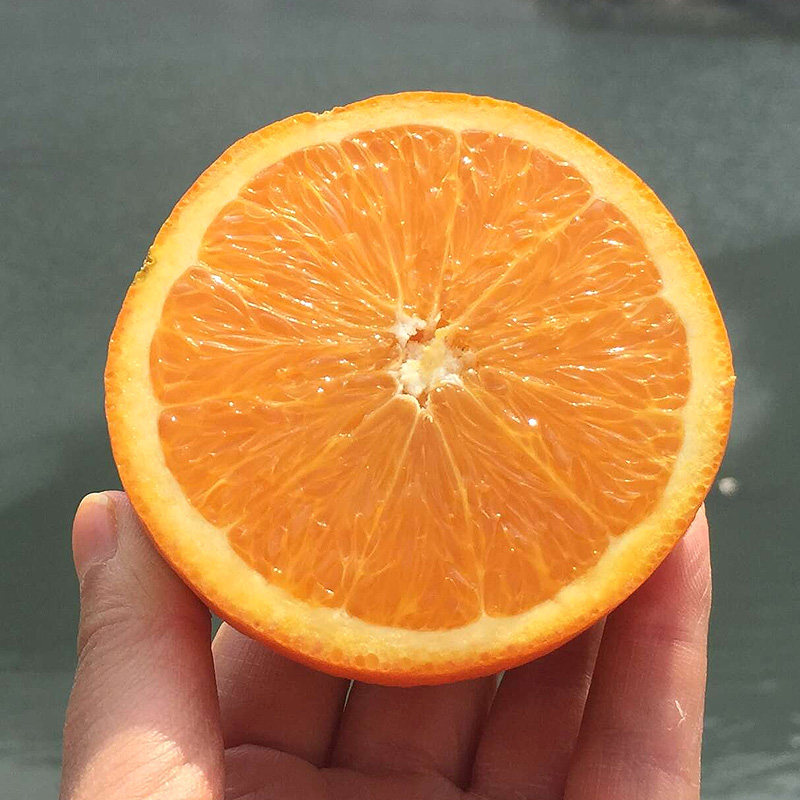 现摘现发新鲜伦晚脐橙黄肉奉节橙子冰糖橙