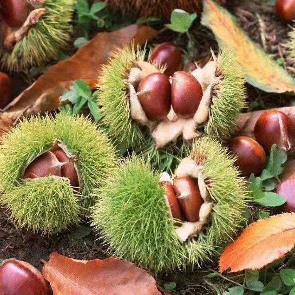 新鲜板栗大别山栗子罗田栗刚下树食油栗锥3斤非新鲜板栗