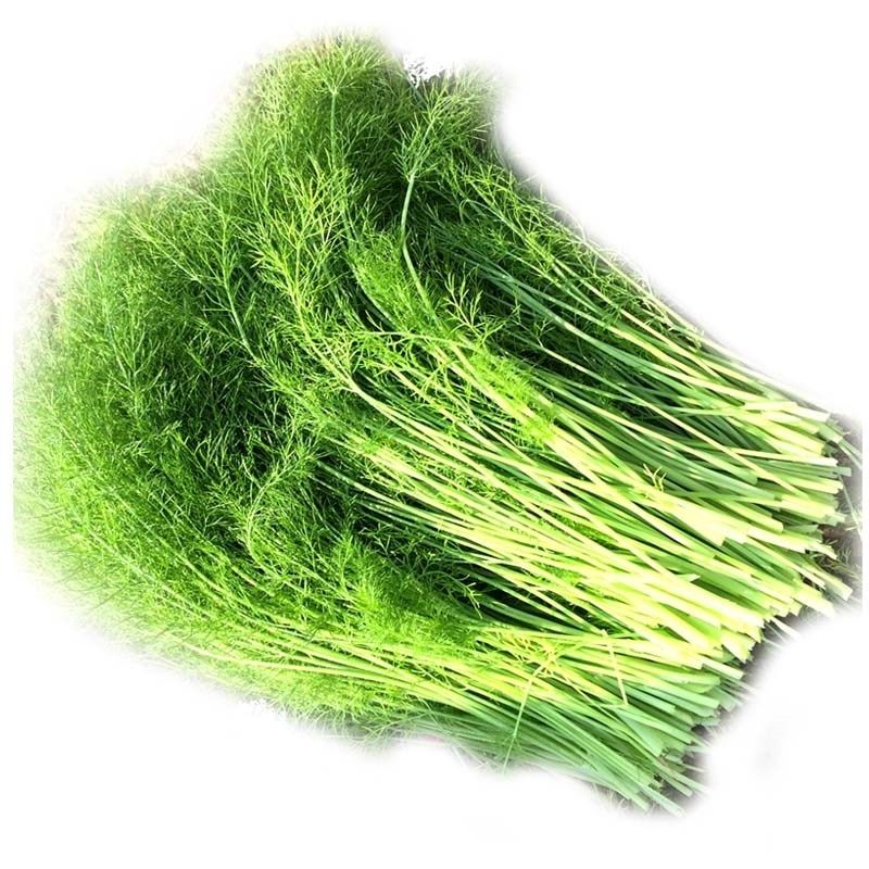 新鲜茴香新货香菜鲜嫩荤香山东产地露天现割其它